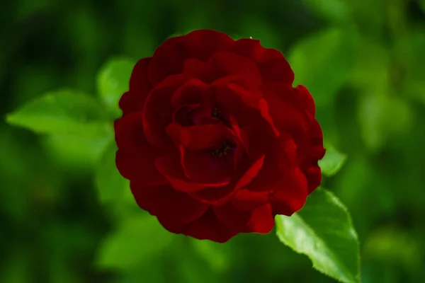 Rote Rose Von Oben — Stockfoto