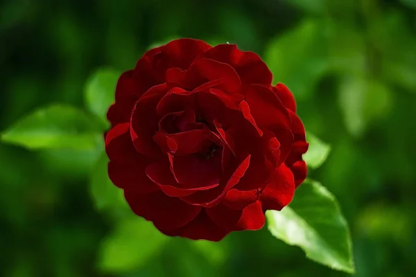 Czerwona Róża Widok Góry — Zdjęcie stockowe