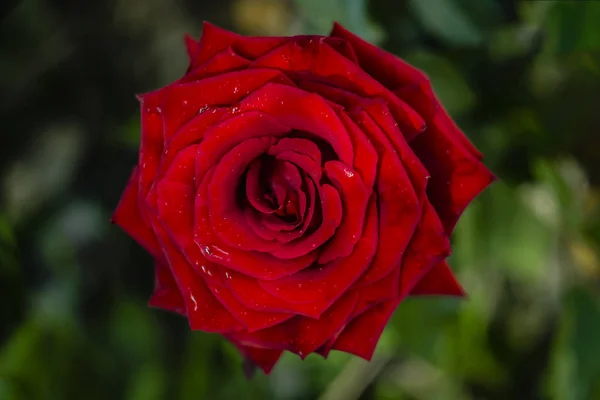 Červená Růže Pohled Shora Zeleném Pozadí — Stock fotografie