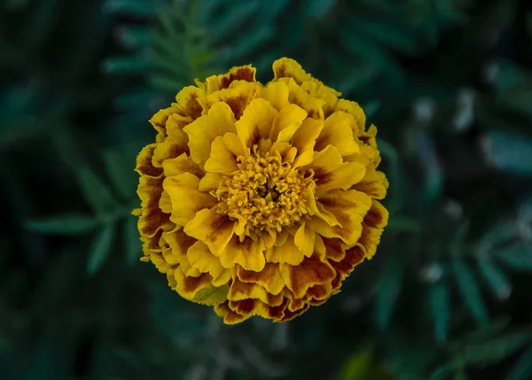 Flor Calêndula Macro Amarelo — Fotografia de Stock