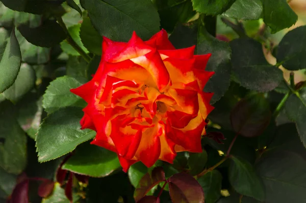 Rosa Roja Vista Superior Fondo Verde — Foto de Stock