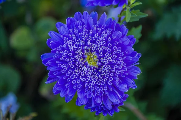 Синий Цветок — стоковое фото