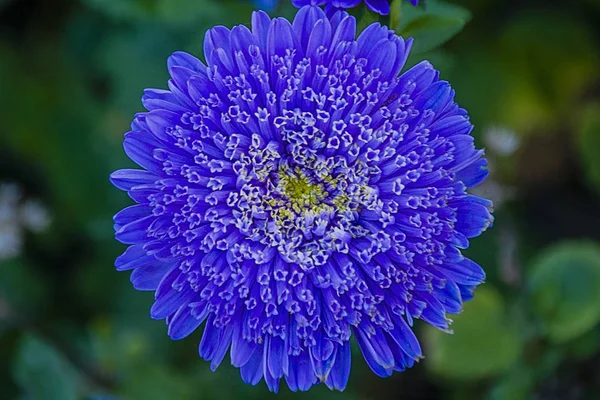 Синий Цветок — стоковое фото