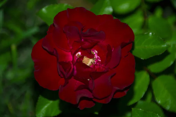 Rote Rose Von Oben Sehen Sie Einen Grünen Hintergrund — Stockfoto