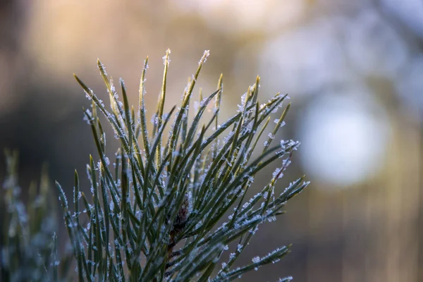 Gefrorene Kiefernzweige Morgengrauen Eis — Stockfoto