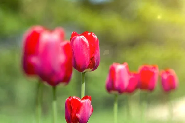 Tulipanes Rojos Luz Macro —  Fotos de Stock