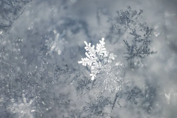 Makro-Nahaufnahme von einer Schneeflocke in natürlicher Umgebung — Stockfoto