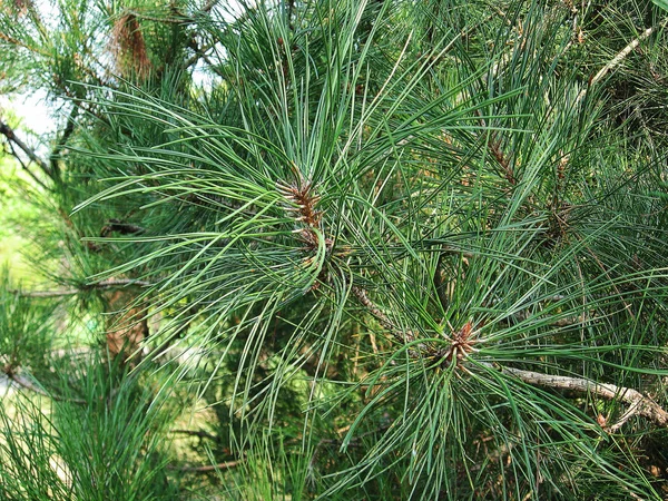 Very Large Coniferous Needles Branch Close — Stock Photo, Image