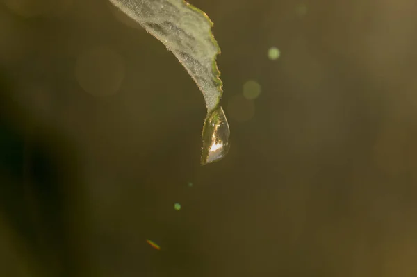 Uma Gota Água Uma Folha Verde Pôr Sol — Fotografia de Stock
