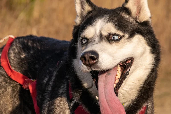 husky sticking out his tongue close up