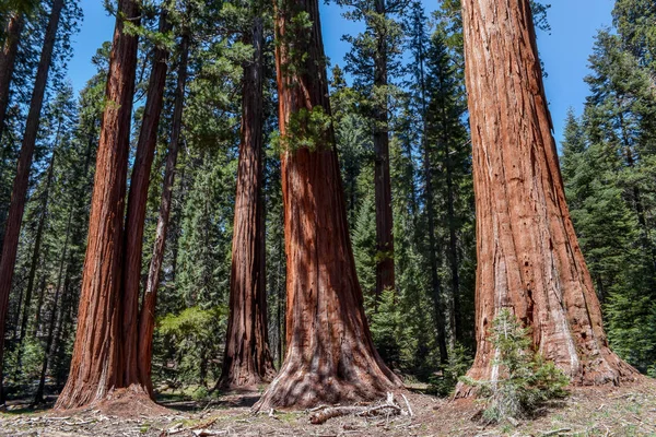 Dev Sekoya ağaçları Sequoia National Park orman 