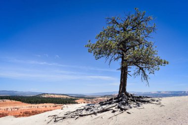Maruz kalan kökleri üzerinde bir uçurum Bryce Canyon Milli Parkı, ABD ile yalnız ağacı