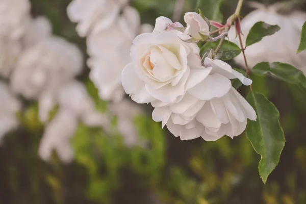 Beyaz çiçek yakın kadar bir mevsimlik yeşil arka plan, vintage işleme ve tahıl bırakır