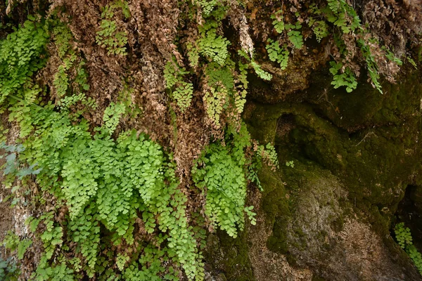 Bitkiler kayalık zemin duvar yosun kaplı kaplı