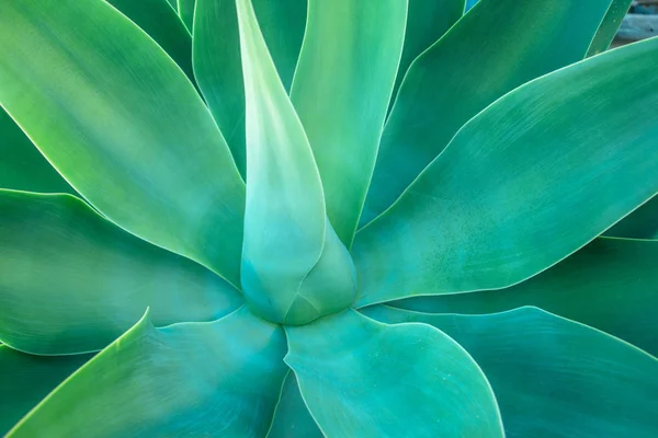 太陽とリュウゼツランの植物の中心の明るい緑のクローズ アップ画像をエッジの強調表示します — ストック写真