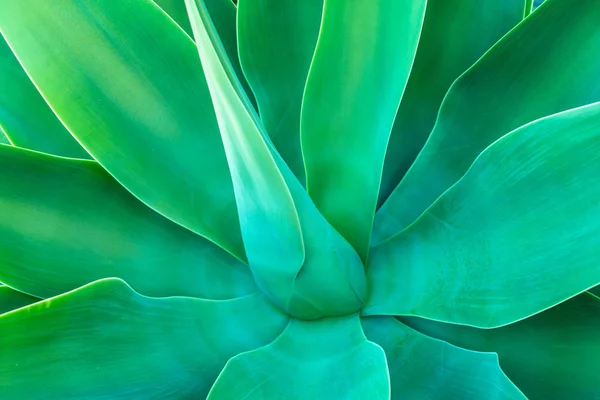 Uma Imagem Verde Brilhante Close Centro Uma Planta Agave Com — Fotografia de Stock