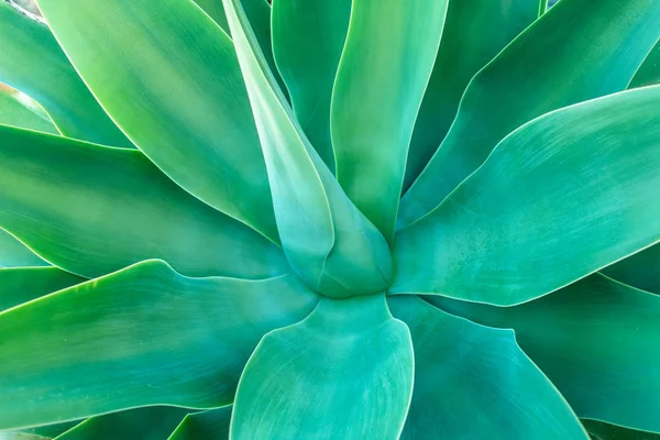 太陽とリュウゼツランの植物の中心の明るい緑のクローズ アップ画像をエッジの強調表示します — ストック写真