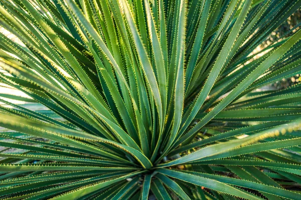 Närbild Bild Ökenväxt Med Långa Smala Blad Täckt Med Spikes — Stockfoto