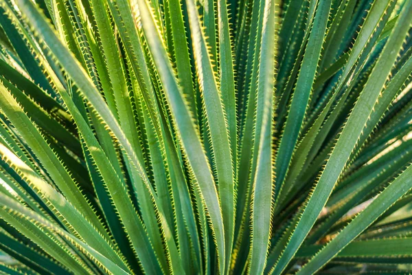 A close-up image of a desert plant with long narrow leaves covered with spikes - dasylirion