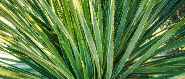 A close-up image of a desert plant with long narrow leaves covered with spikes - dasylirion