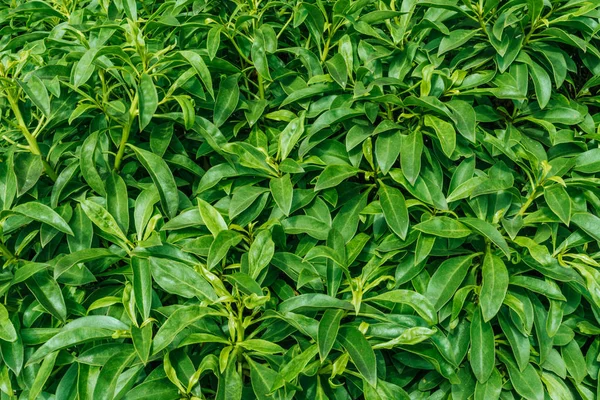 Buja Zöld Növény Fal Levelek Háttér Textúra Jogdíjmentes Stock Fotók