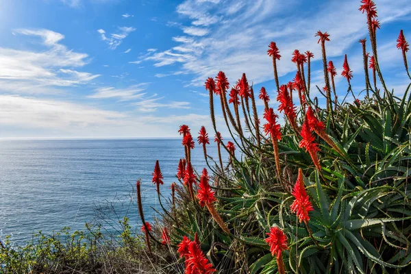 Aloe vera bitki çiçek kırmızı çiçek Pasifik Okyanusu ile arka plan, bize 101 doğal karayolu üzerinde