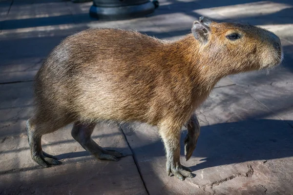 Bir beton zemin üzerinde yakın çekim yansıma, profil yürüyüş Capibara, en büyük yaşam kemirgen,