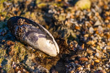 Güneşli bir günde bir kayalık plaj üzerinde döşeme görüntü California midye (Mytilus californianus) yakından