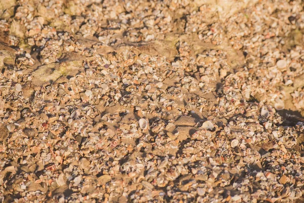Odak ile blure kenarlarda küçük parçalar halinde bir plajda - arka plan dokusu, kumla karışık deniz kabukları Merkezi