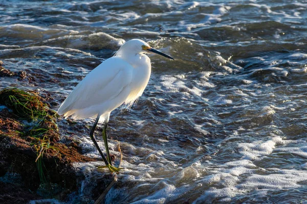 Snowy balıkçıl ayakta shore buzlu arka planda dalgalar ile yosun kaplı; Crystal Cove State Park