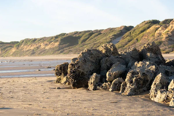 Sahilde buzlu büyüyen California midye