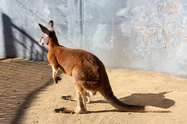 Red Australian Kangaroo Standing Sand Zoo — Stock Photo, Image