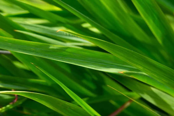 Vista Close Folhas Grama Verde Com Fundo Verde Desfocado Abstrato — Fotografia de Stock