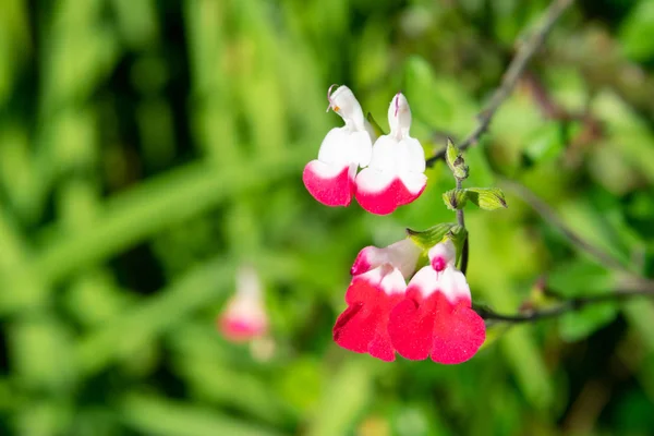 Kopya alanı yeşil bulanık zemin üzerine ruj salvia (salvia sonomensis) beyaz ve pembe çiçekler