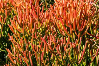 Red pencil tree (euphorbia tirucalli) bright orange coral-like leaves - closeup background image clipart