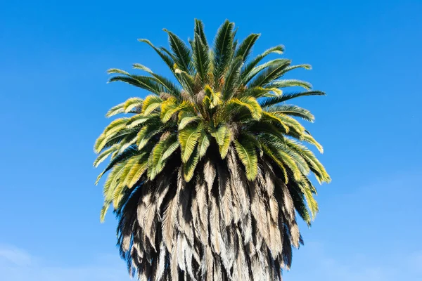 Palme Oben Mit Trockenen Blättern Unten Auf Blauem Himmel Hintergrund — Stockfoto