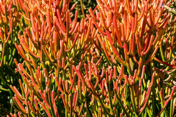 Red Pencil Tree Euphorbia Tirucalli Bright Orange Coral Leaves Closeup — Stock Photo, Image