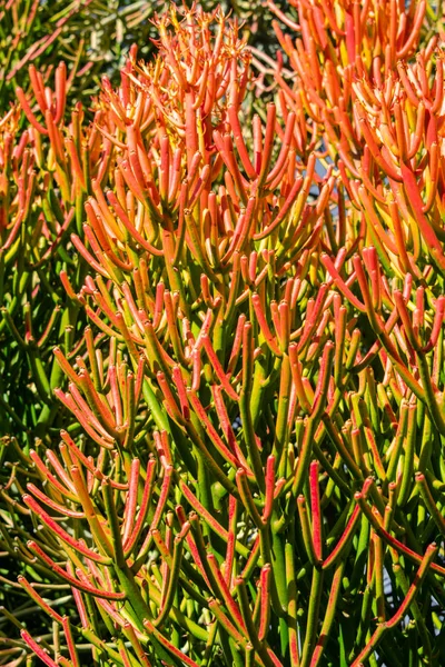 Kırmızı kalem ağaç (euphorbia tirucalli) parlak turuncu mercan benzeri yaprakları - closeup arka plan görüntüsü, dikey yönlendirme
