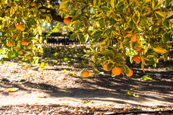 Calamondin portakal ağacı dalları üzerinde büyüyen güneşli bir günde yere yakın