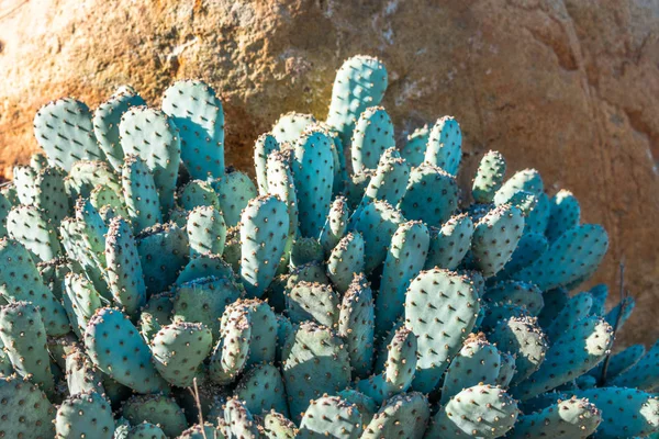 Emerald Prickly Pear Thornless Cactus Rock Backdrop Nature Wallpaper Background — Stock Photo, Image