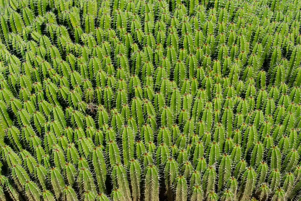Thousand cacti background texture pattern, close up image of a cactus bush - wallpaper