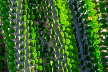 Cactus plant with green leaves and thorns (alluaudia procera) - closeup image, abstract background texture, natural wallpaper clipart