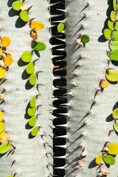 つサボテン葉を持つ植物緑と黄色 Alluaudia プロセラ Zip のようなギャップを形成 クローズ アップのイメージは 抽象的な背景テクスチャ 自然の壁紙 — ストック写真