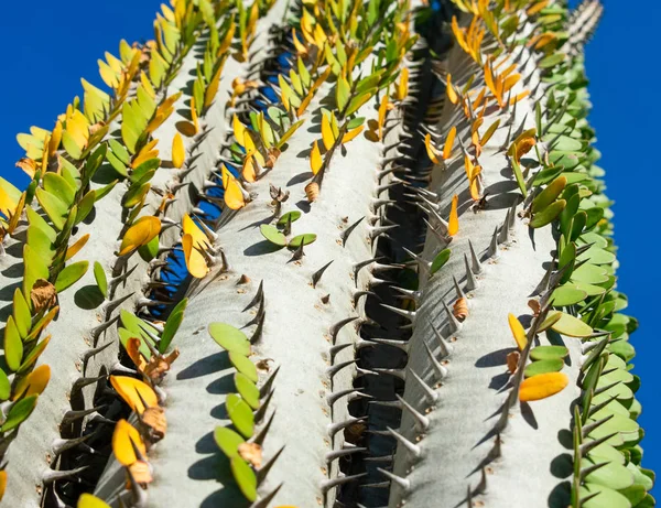 Cactus Planta Con Hojas Verdes Espinas Alluaudia Procera Vista Abajo — Foto de Stock