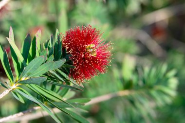 Bottlebrush (Callistemon) bitki - kırmızı çiçek closeup görüntü bulanık arka planı yeşil. Doğal çiçek tropikal duvar kağıdı.
