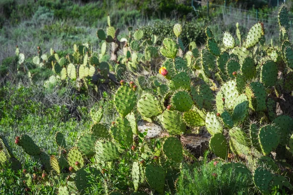 Fügekaktusz Kaktuszok Opuntia Virágzó Sárga Virágok Tavasszal Kaliforniában Friss Zöld — Stock Fotó