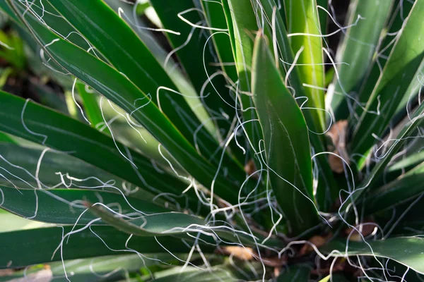 スレッド リュウゼツラン リュウゼツラン Filifera の植物 狭い葉と白い糸のクローズ アップ画像を小さきます 新鮮な自然の背景 — ストック写真