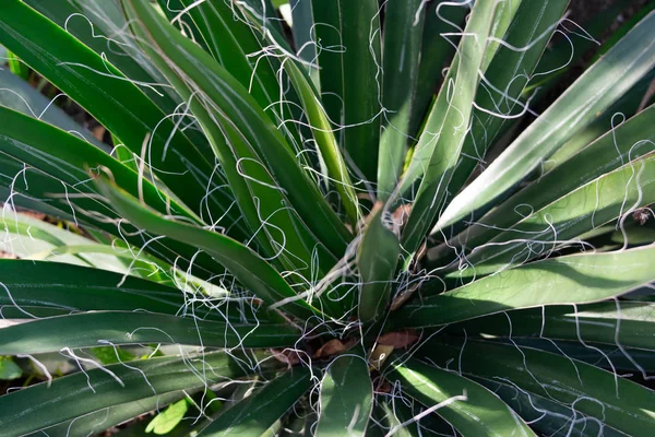 スレッド リュウゼツラン リュウゼツラン Filifera の植物 狭い葉と白い糸のクローズ アップ画像を小さきます 新鮮な自然の背景 — ストック写真