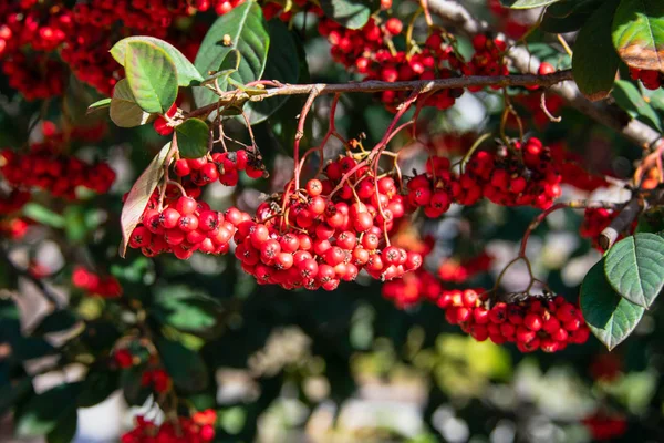 Üvez (Sorbus aucuparia, dağ kül) berry kümeleri bir ağaç brunch, portre resim büyüyor. Renkli doğa arka plan.