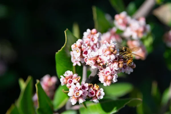 Tatlım, yakın çekim görüntü bulanık arka plan ile açılan beyaz ve pembe çiçekler üzerinde oturan arı. Taze doğal arka plan.
